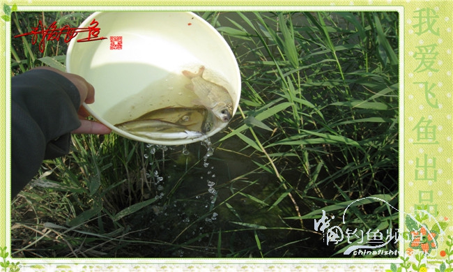 我爱飞鱼初探新钓点