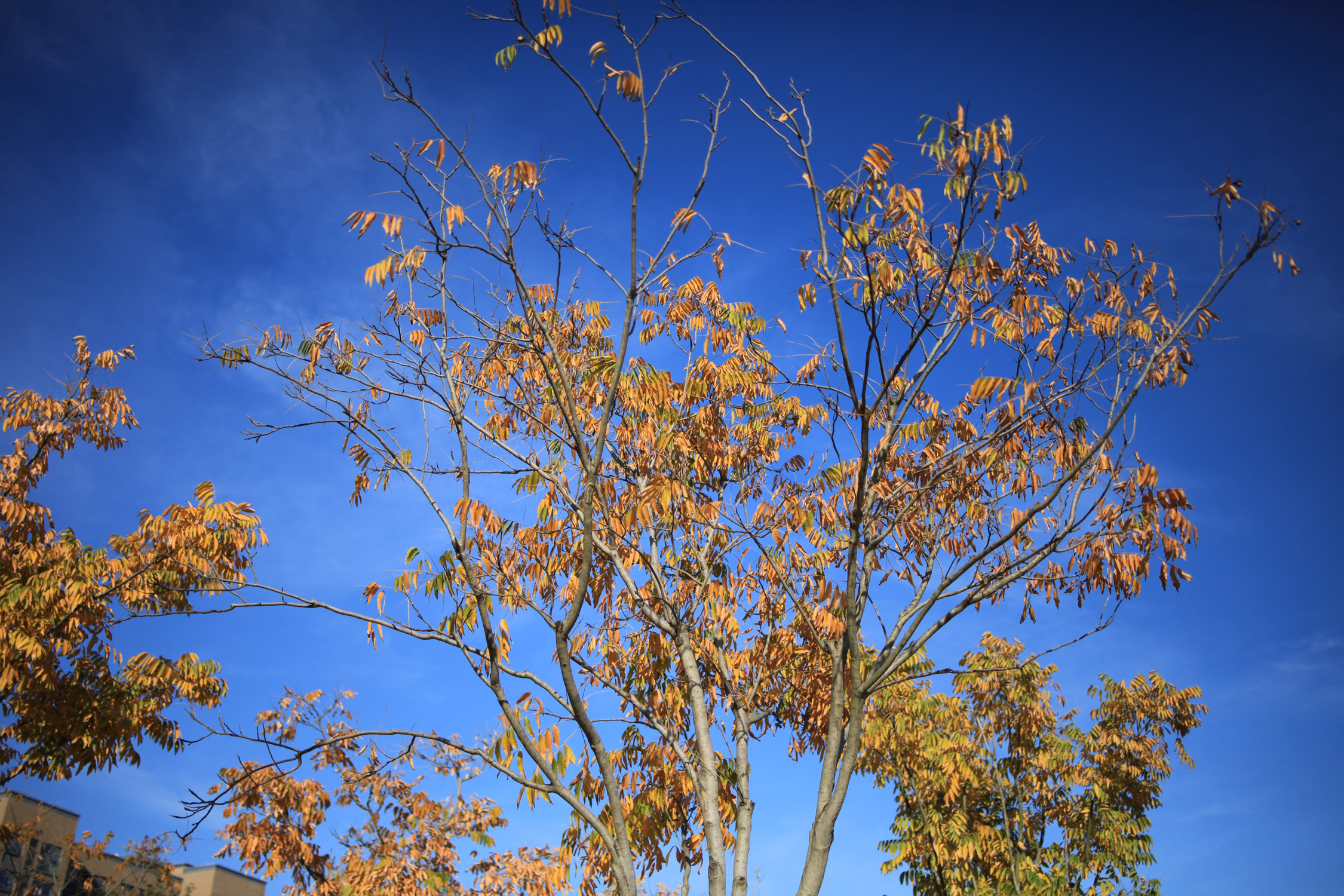 腾龙将要出的新镜头会是什么规格 (腾龙新旧镜头对比)