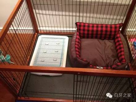 养宠知识泰迪吃什么毛色好,养一只泰迪怎么养才好看