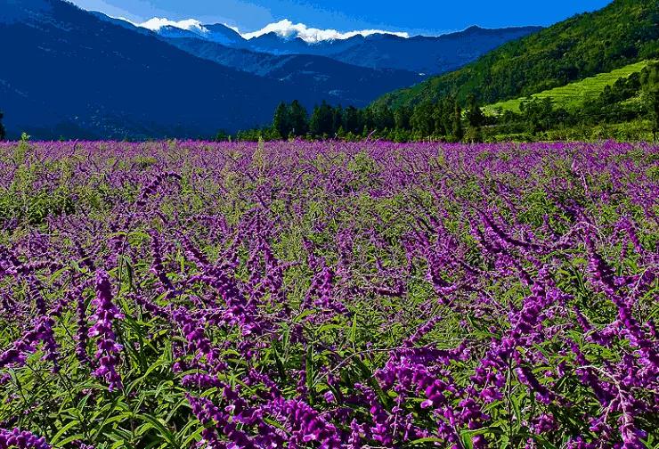 高桥吾郎,苦难的人生,可他依旧做出了万人追捧的银饰