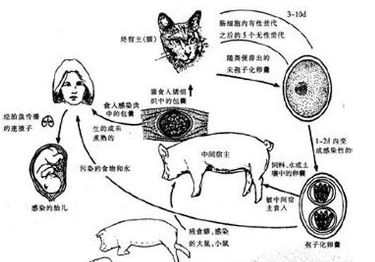 孕妇能接触宠物狗吗,孕妇能养宠物狗吗对孩子怎么样