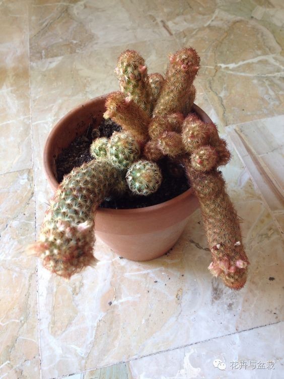 金手指怎么种,金手指怎么才能开花视频