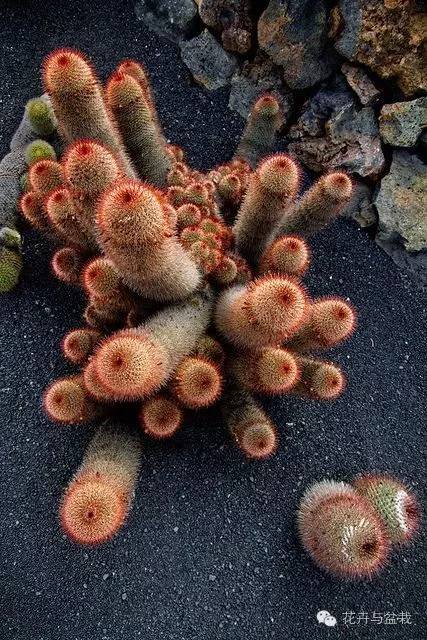 金手指怎么种,金手指怎么才能开花视频