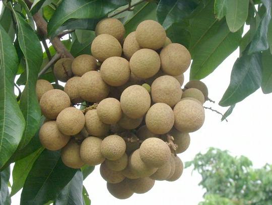 孕期十大禁忌水果有哪些,孕妇十大禁忌水果是哪些水果