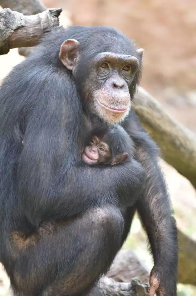 长隆野生动物世界小孩子入园攻略,长隆野生动物园儿童免门票