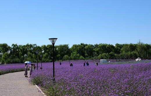 薰衣草什么时候开花最好,羊亭湿地公园春天薰衣草开花吗