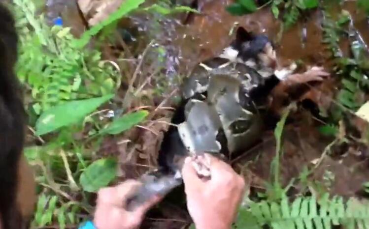 蟒蛇缠住猫,猫被蟒蛇缠住