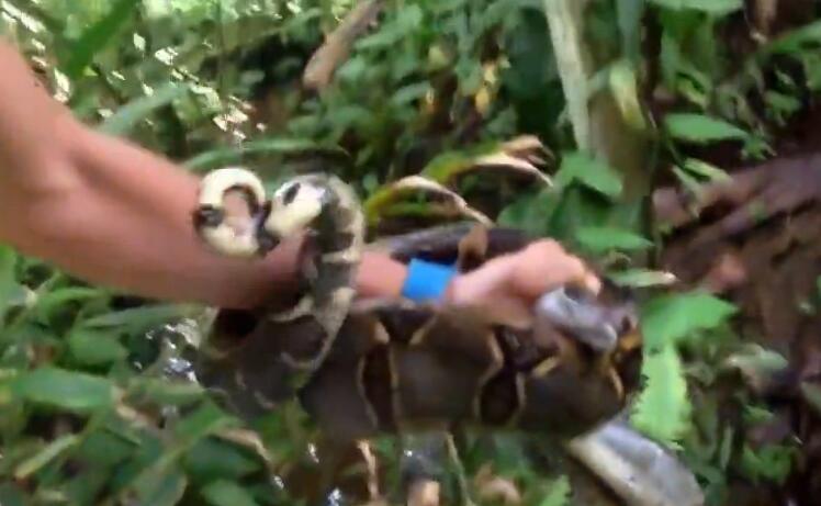 蟒蛇缠住猫,猫被蟒蛇缠住