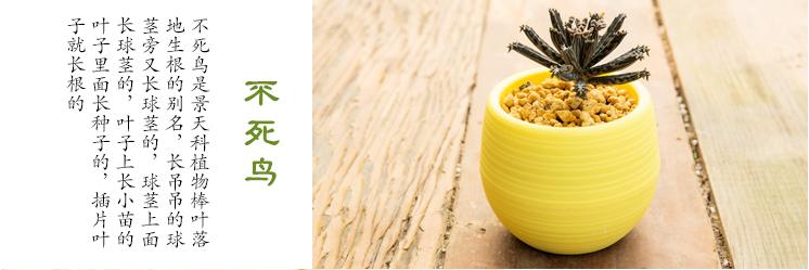 多肉植物刚种植掉叶怎么补救,多肉植物收到货后要怎么种植