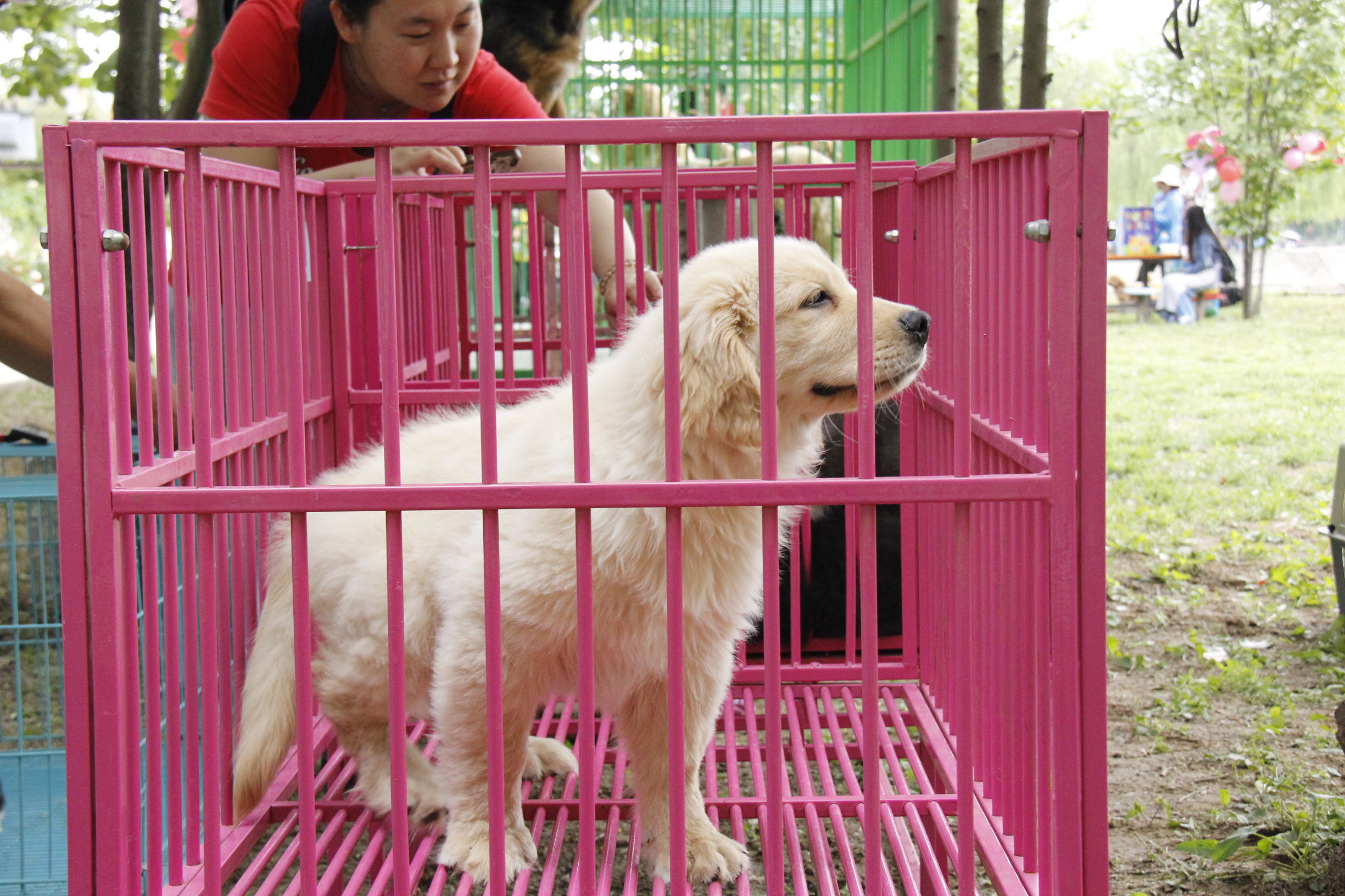 simon说狗：京北唯一纯种犬狗狗集市开业见闻