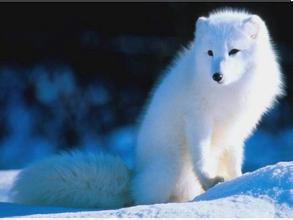 东北出马仙第五集,东北出马仙搬杆子