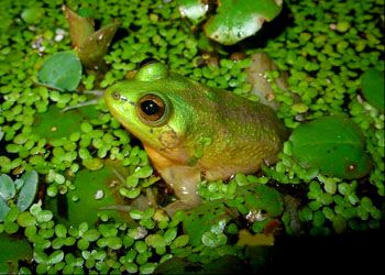 不合理蛙的卵长什么样,不合理蛙的图片