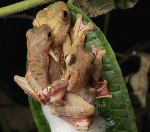 不合理蛙的卵长什么样,不合理蛙的图片