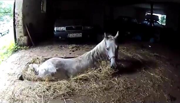 马卡深坑生命垂危，主人的一句话令它产生求生欲望，重获自由