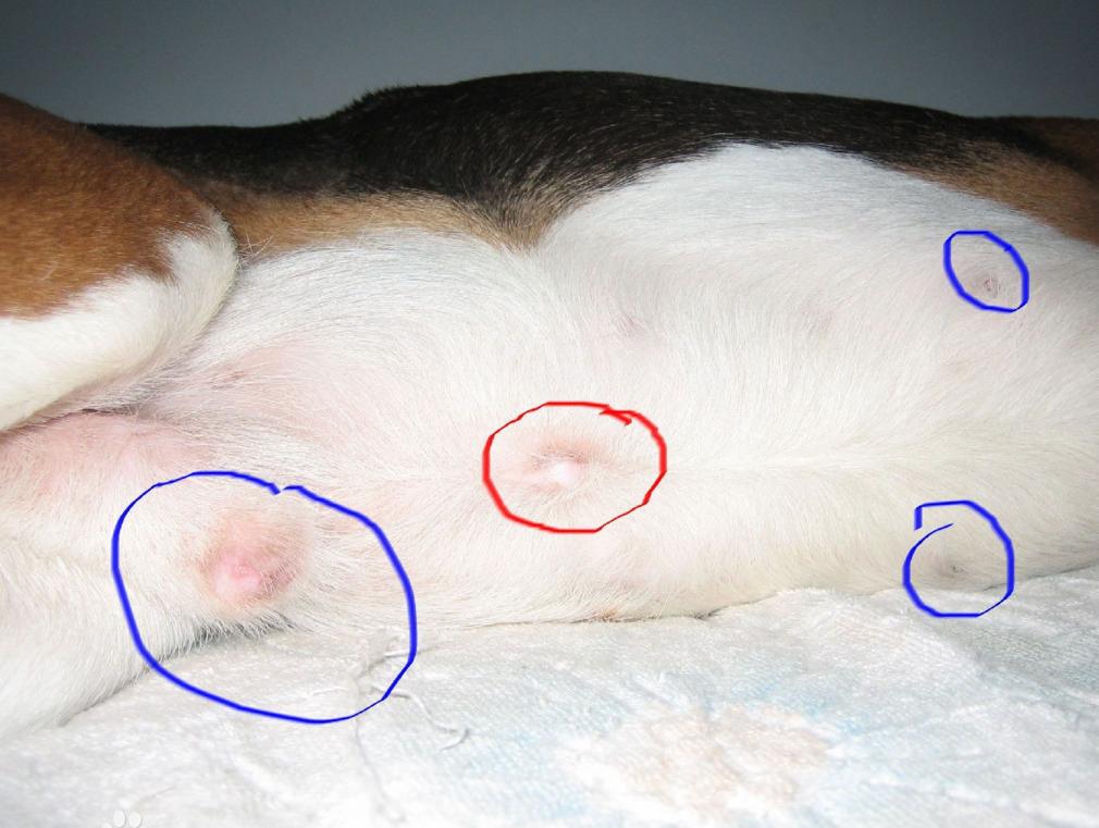 狗狗因为蜱虫崩溃你一定要知道的蜱虫的祛除方法