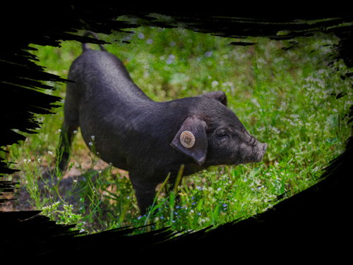 高考前吃“聪明药”,注射“氨基酸”?别傻了!