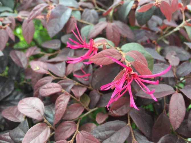 鼓浪屿自驾游全攻略,厦门鼓浪屿登岛全攻略