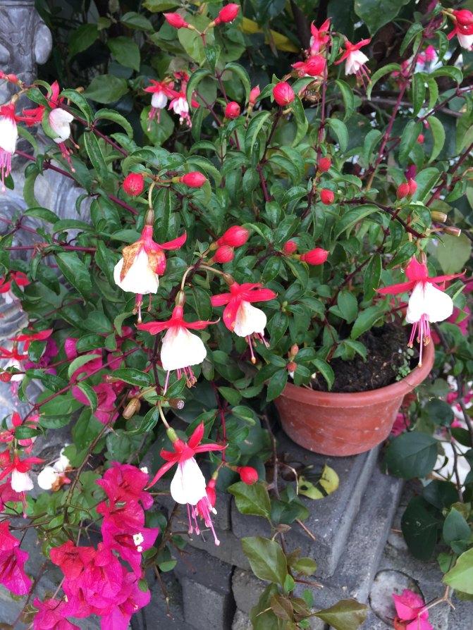 鼓浪屿自驾游全攻略,厦门鼓浪屿登岛全攻略