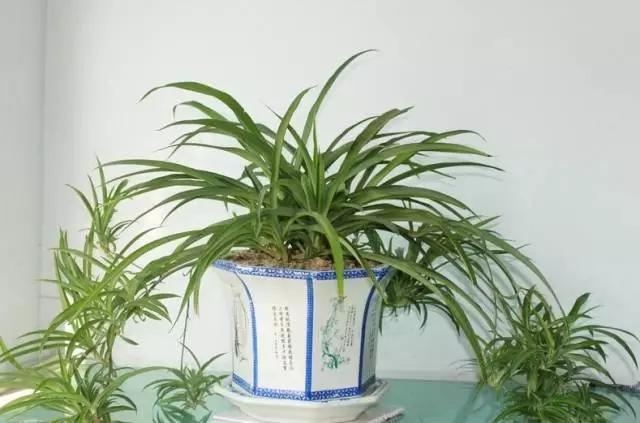 直立口红吊兰的养殖方法,金鱼吊兰养殖的正确方法