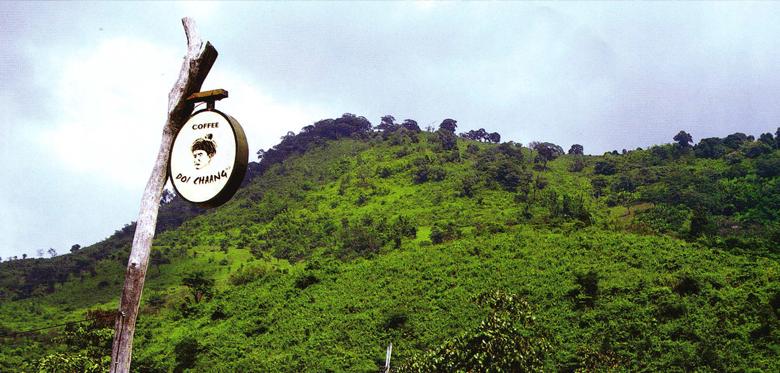 泰国DoiChaang，排在世界1%前的咖啡品质