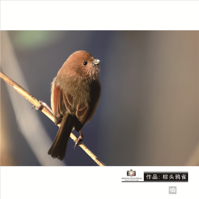 爱拍鸟儿的张教授