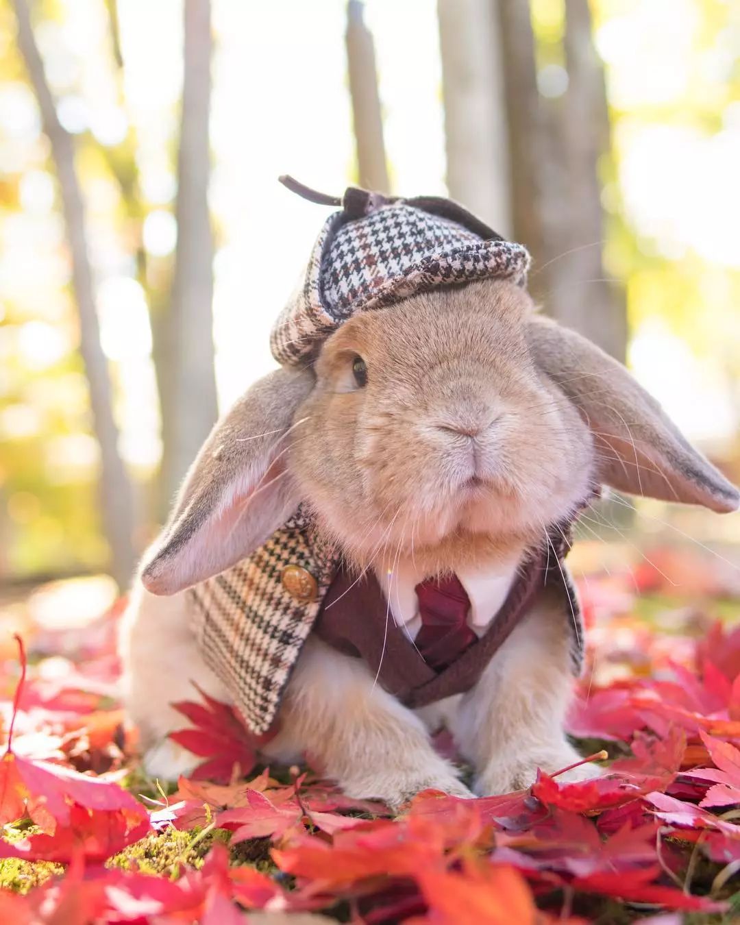 12生肖驾到视频,十二生肖迎接高光时刻