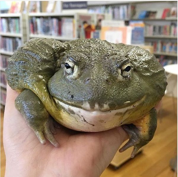 闲着也是闲着|你的青蛙还没回家?可能去了法国,然后变成了一盘儿菜