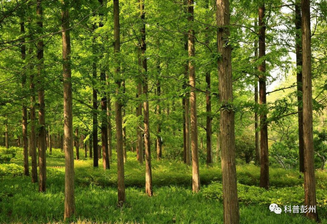 四川中石化有哪些,四川石化分布图