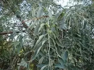 南疆特有的野生动植物,中国荒漠植物图鉴盘点