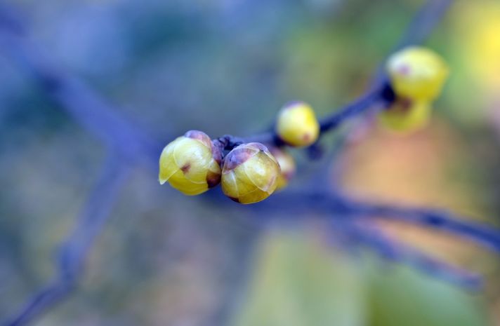 蜡梅特点,上海腊梅最佳观赏期