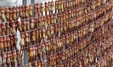 闲着也是闲着|你的青蛙还没回家?可能去了法国,然后变成了一盘儿菜