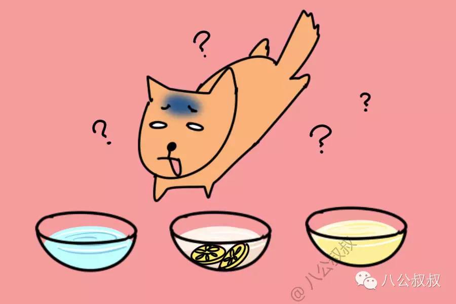 狗误食老鼠药怎么急救,狗狗误食了东西怎么急救