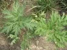 南疆特有的野生动植物,中国荒漠植物图鉴盘点