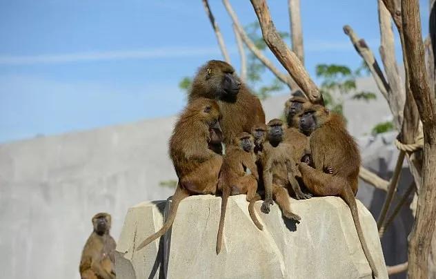 新闻“全欧了”：法国面临洪水威胁巴黎上演“猩球崛起”