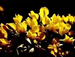 南疆特有的野生动植物,中国荒漠植物图鉴盘点