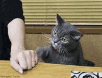 猫咪为什么吃不出甜味,猫咪尝不出苦还是甜