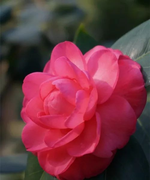 去山上看漂亮的茶花,周末赏茶花