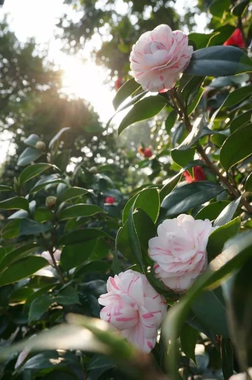 去山上看漂亮的茶花,周末赏茶花