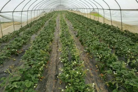 成都周边草莓采摘园基地,成都周边草莓什么地方又好又便宜