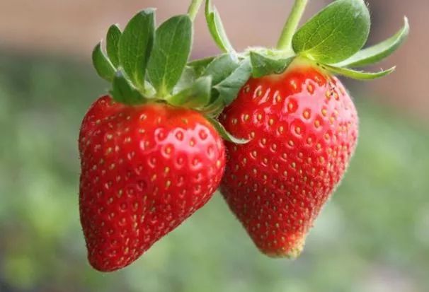 成都周边草莓采摘园基地,成都周边草莓什么地方又好又便宜