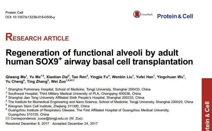 人类干细胞重造动物器官,人类首次肺脏再生是哪一年