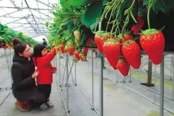 成都周边草莓采摘园基地,成都周边草莓什么地方又好又便宜