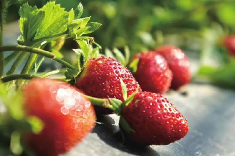 成都周边草莓采摘园基地,成都周边草莓什么地方又好又便宜