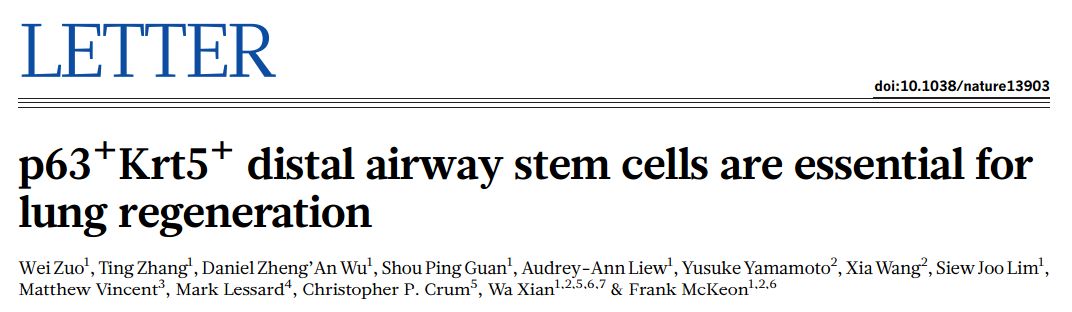 人类干细胞重造动物器官,人类首次肺脏再生是哪一年