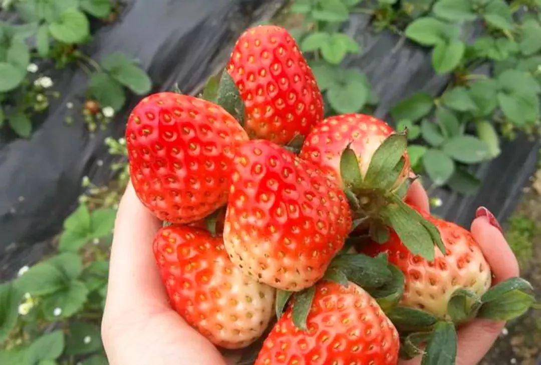成都周边草莓采摘园基地,成都周边草莓什么地方又好又便宜