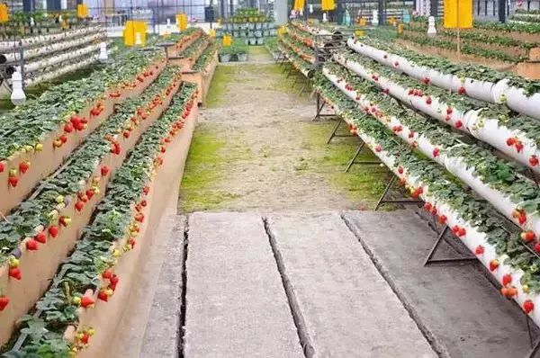 成都周边草莓采摘园基地,成都周边草莓什么地方又好又便宜