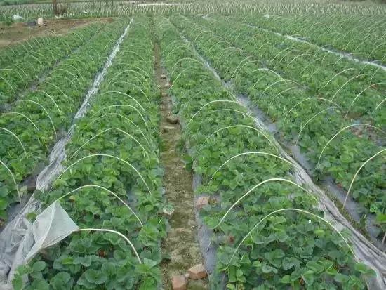 成都周边草莓采摘园基地,成都周边草莓什么地方又好又便宜