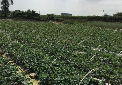 成都周边草莓采摘园基地,成都周边草莓什么地方又好又便宜