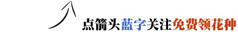 这么给花修剪，让它的株型更漂亮