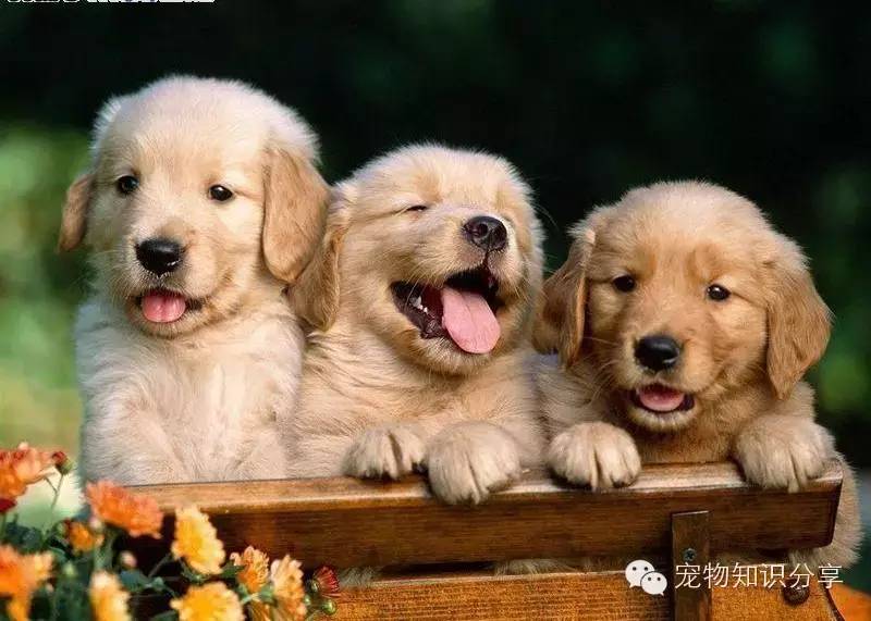 狗狗像呛着一样咳嗽,狗狗老咳嗽是什么原因该怎么办